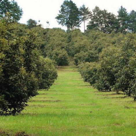 MÉXICO ES LÍDER MUNDIAL AGRÍCOLA